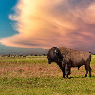 A buffalo with a herd under colorful skies