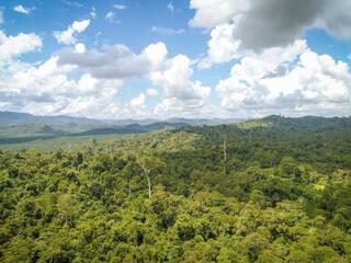 An aerial landscape view of a lush Bukit Piton forest