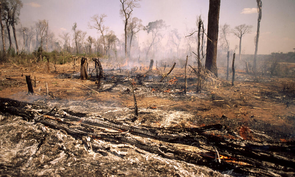 Smoking trunks of trees that have been burned to make space for agriculture