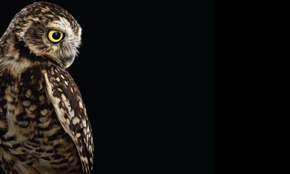 Burrowing Owl #2 by Brad Wilson