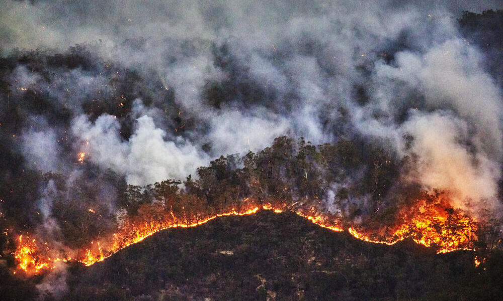 3 billion animals harmed by Australia's fires | Stories | WWF