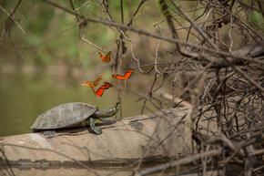 butterflies and a turtle on a log