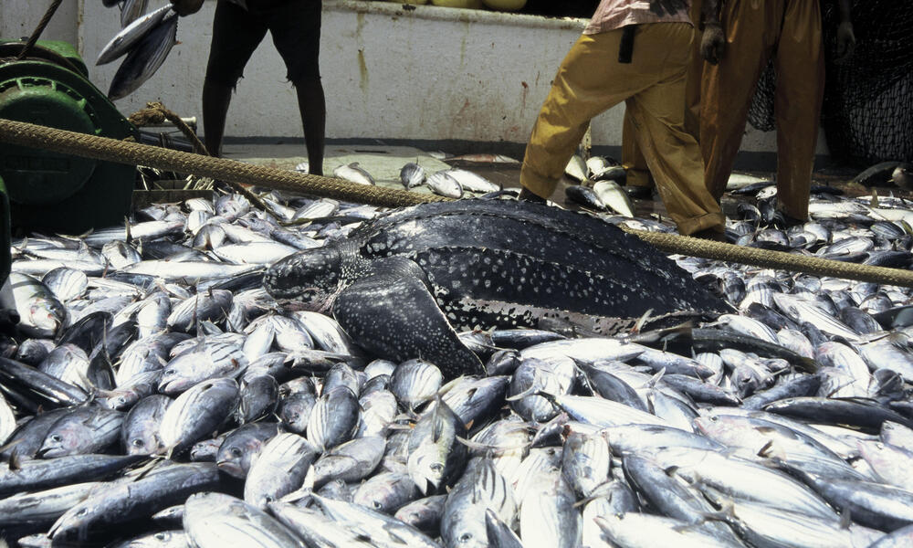 Project advances to move tuna sein boats 100 miles from coast :