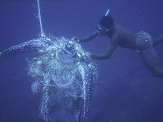 Unsucceful attempt by a diver to rescue a Leatherback turtle caught in a net
