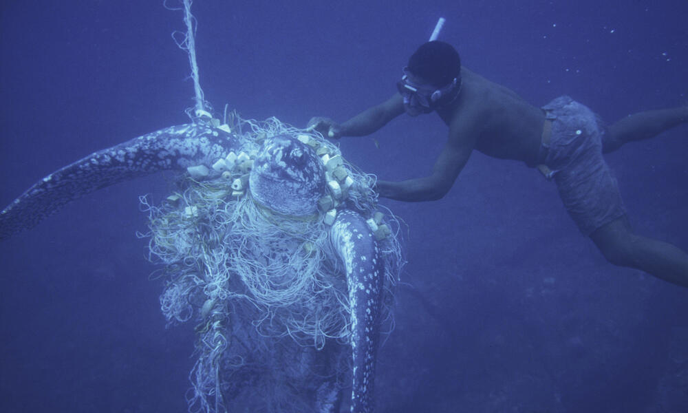 Unsucceful attempt by a diver to rescue a Leatherback turtle caught in a net
