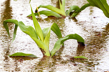 Corn stalks submerged in flood waters