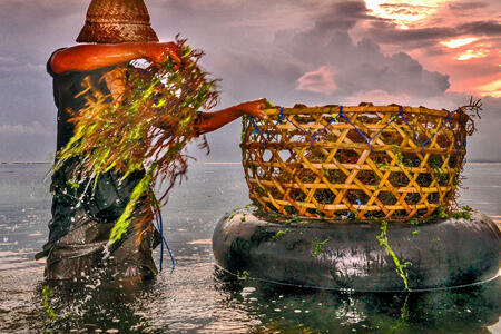 Woman putting seaweed in a woven basket