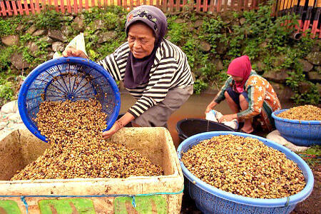 Two older women sorting crops into bins