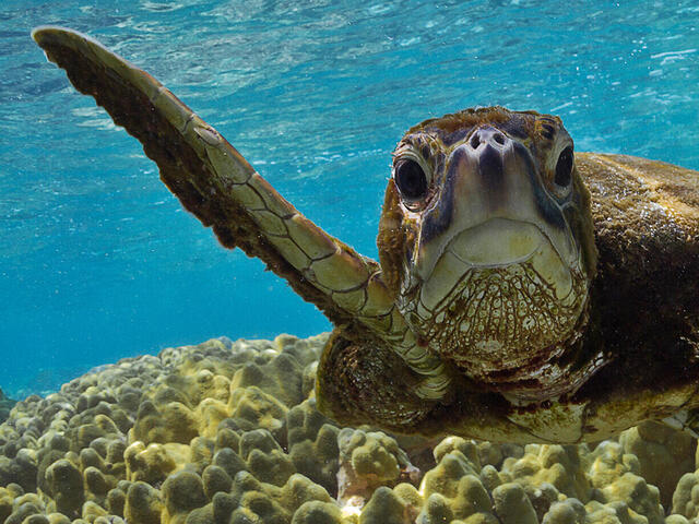 how long do green sea turtles live in captivity