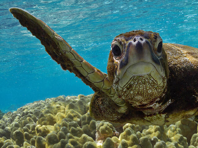 biggest sea turtle in the world