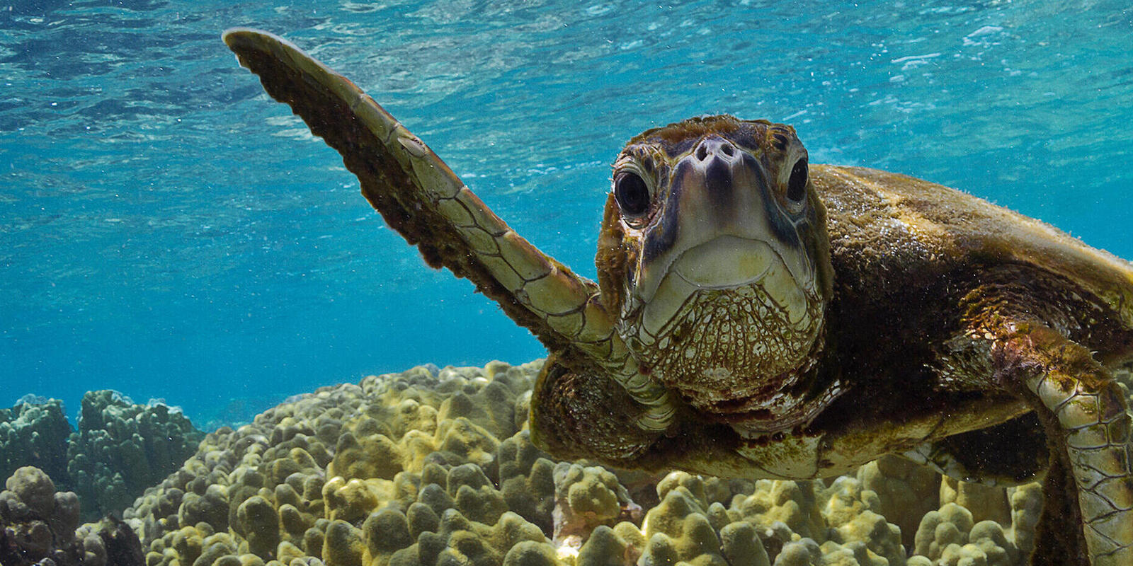 green sea turtle predators