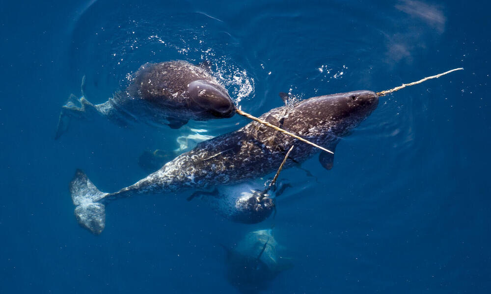 narwhal with two tusks