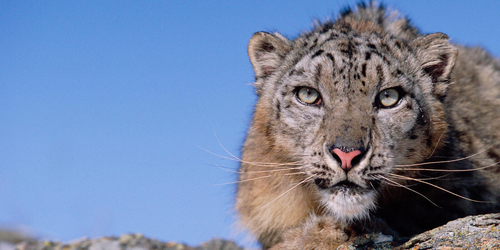 Where do snow leopards live? And nine other snow leopard facts | Stories |  WWF