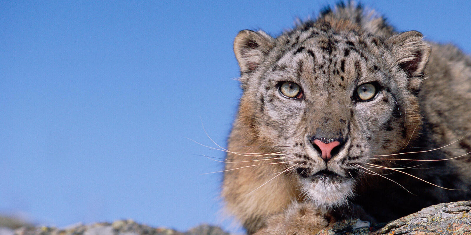 white snow leopard face