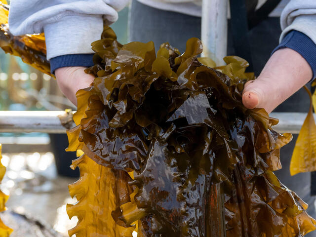 A person holds a handful of seaweed attached to a line
