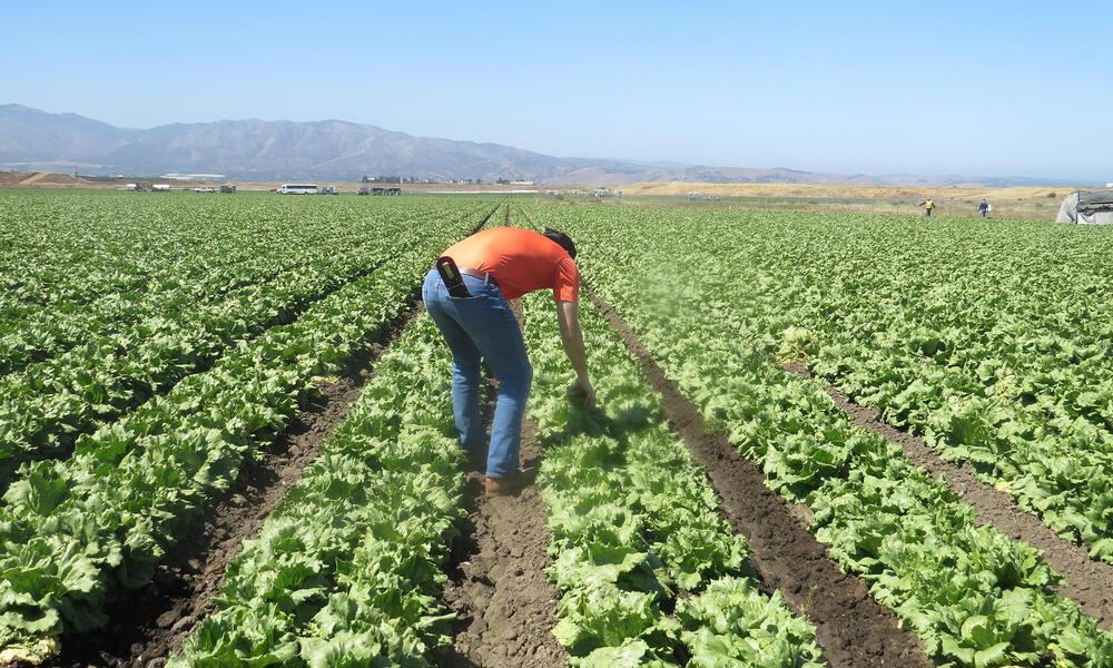 Man bending over in field of cabbages