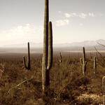 Sonoran desert with Saguaro cacti (Carnegiea gigantea), near Tucson. Arizona, United States of America.