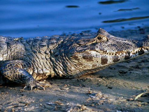A caiman in the Pantanal