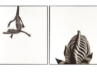 caiman and zebra