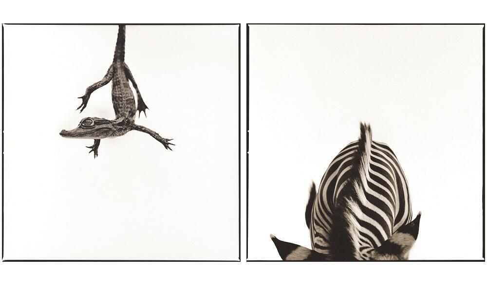 caiman and zebra