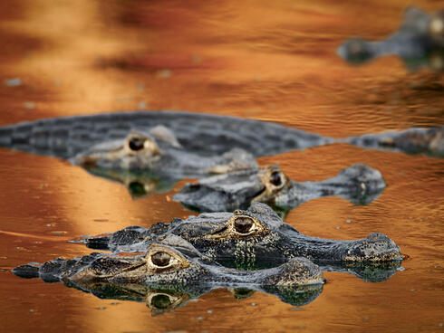 Several caiman peeping above the water surface