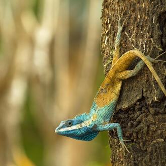 A lizard with a turquoise head and orange tail climbs down a tree trunk