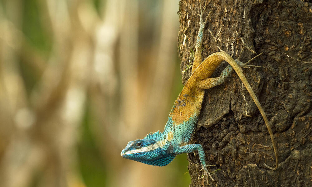 A lizard with a turquoise head and orange tail climbs down a tree trunk