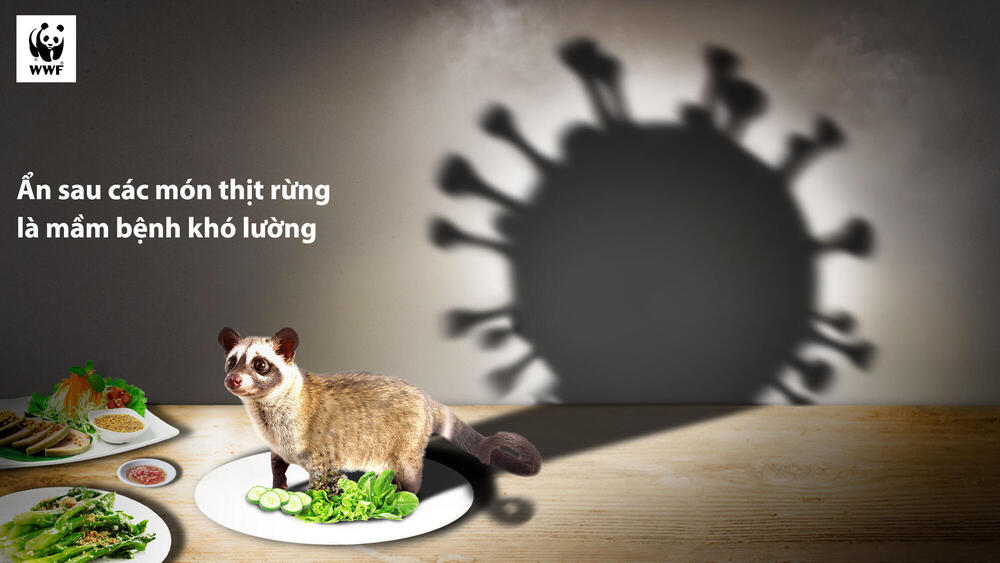 Ad run in Cambodia for the Zero Wild Meat campaign showing small mammal in a plate with a shadow on the wall that resembles bacteria