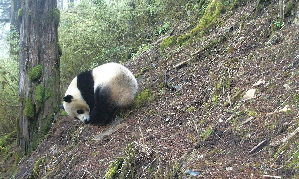Panda photographed by a camera trap