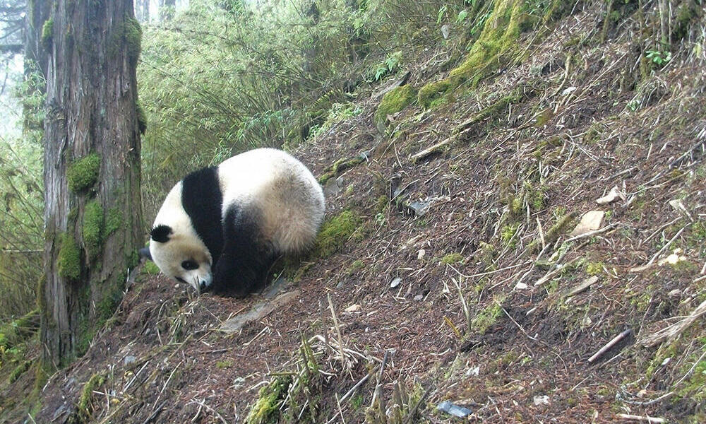 Giant panda  WWF Australia