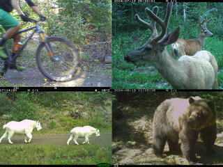 Images from camera traps showing a grizzly bear, deer, mountain goats, and a biker