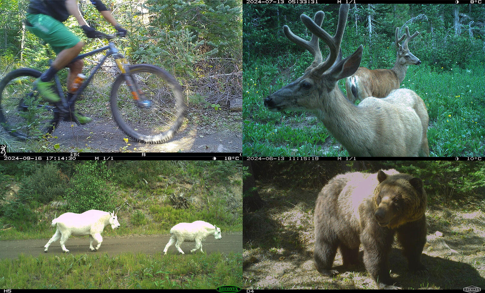 Images from camera traps showing a grizzly bear, deer, mountain goats, and a biker