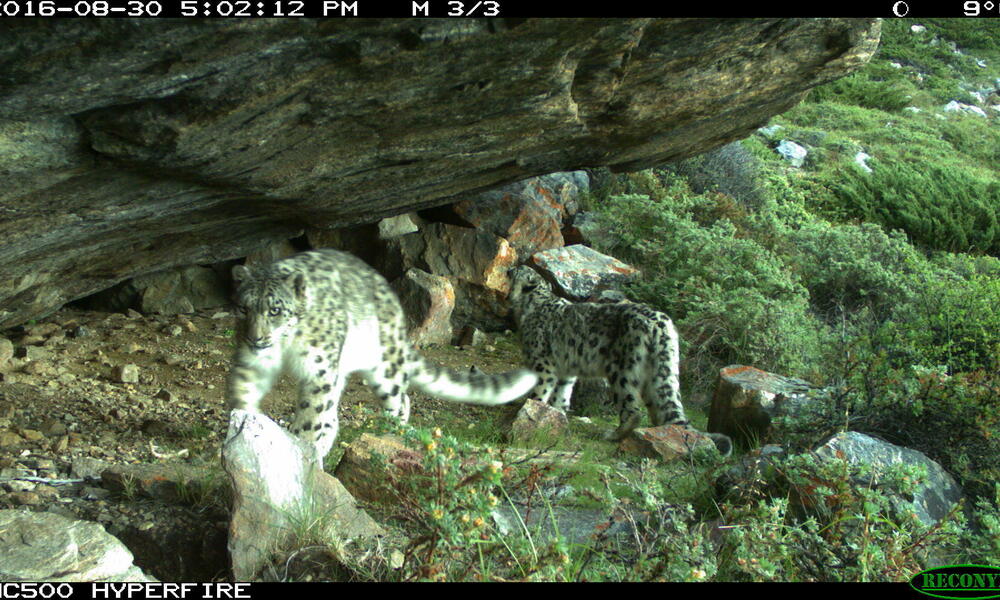 Two snow leopards caught on a camera trap