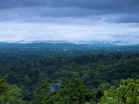 Cameroon Forest