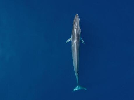 fin whale size