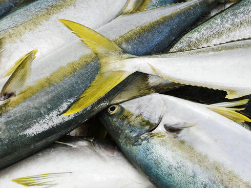 Freshly caught cape yellowtail fish (Seriola lalandi) lying on the beach.