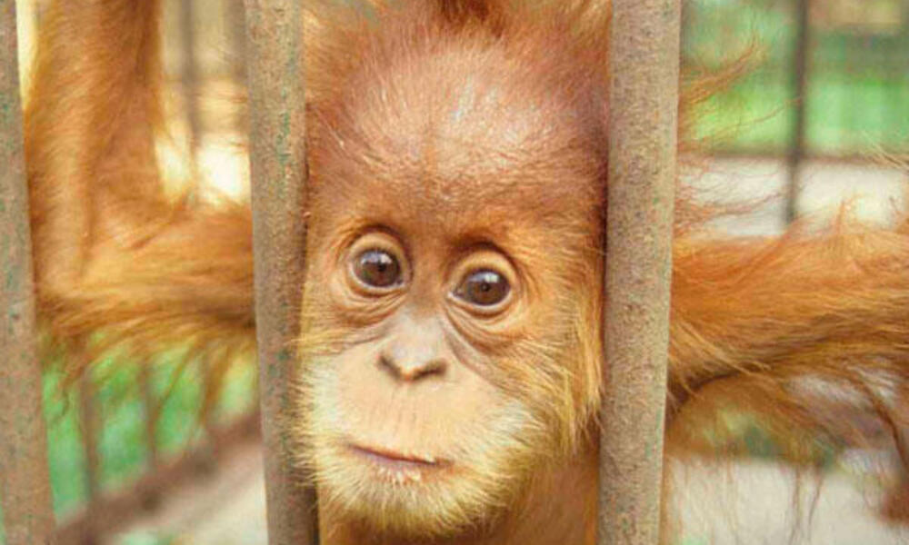 Captive orangutan
