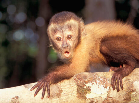 White-fronted Capuchin Monkey (Cebus albifrons) crossing tree
