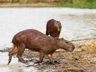 A capybara walks from water onto land