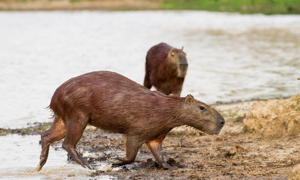 Capybara: the charming, largest rodent living in South America