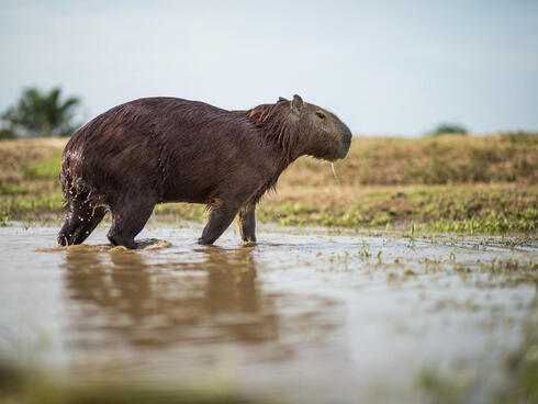 A capybara walks through a small puddle