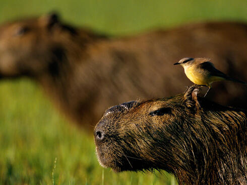 Capybara with a bird on its head