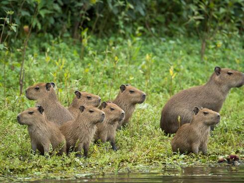 Young capybaras sit on the riverbank