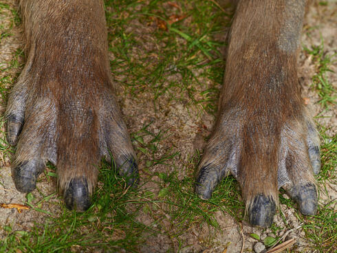 Close up of webbed capybara paws
