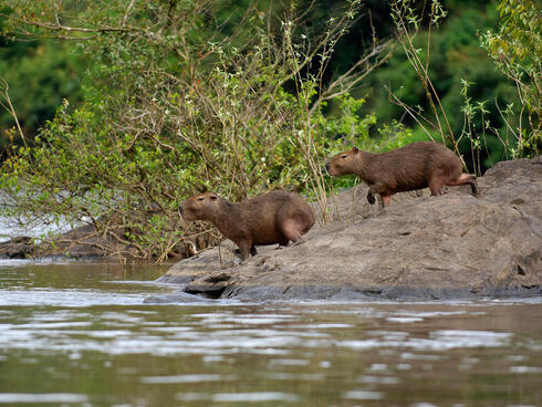 Two capybaras walk to the river's edge