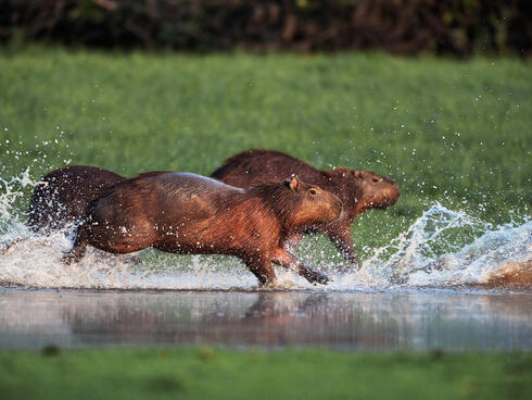 Capybaras running through water