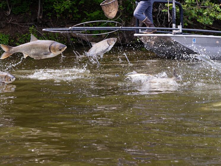 several silver carp leaping out of the water in front of a boat