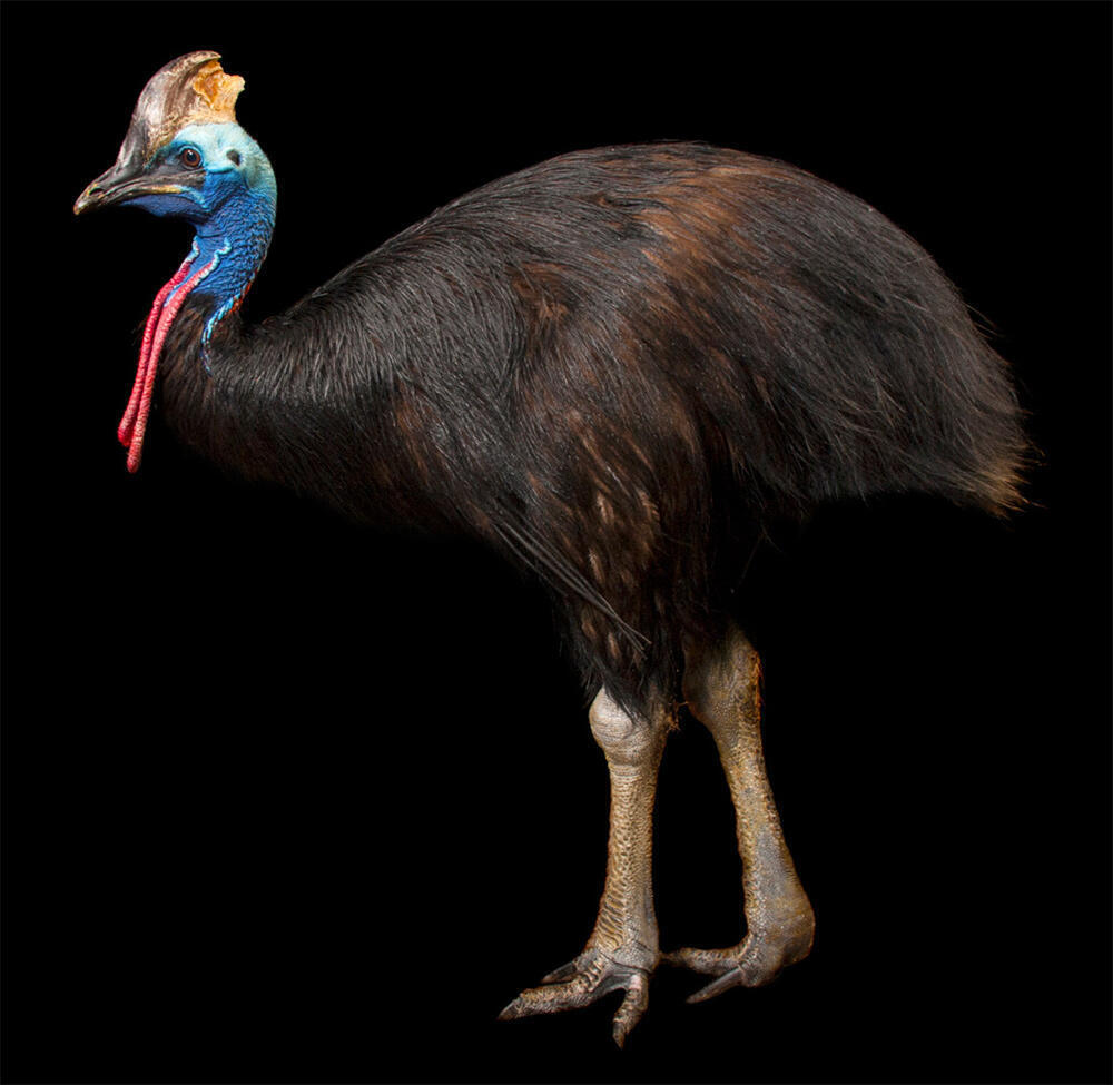 Meet the cassowary, a bird with claws rivaling Freddy Krueger's