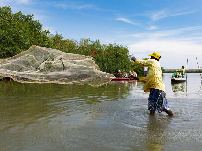 A man casts a fishing net into mangroves in Colombia