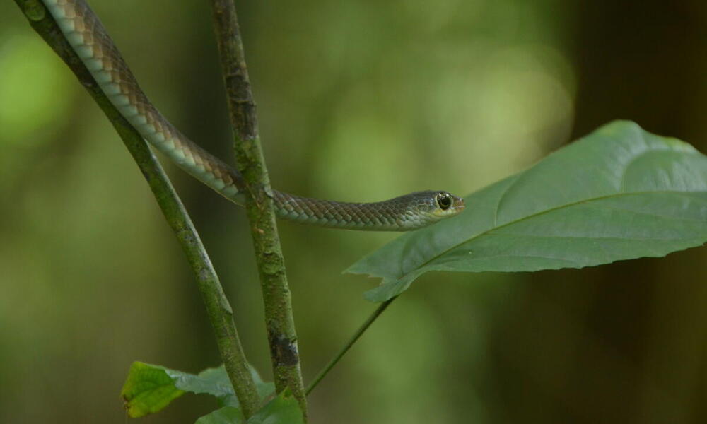 A cat snake slithers out from a tree branch